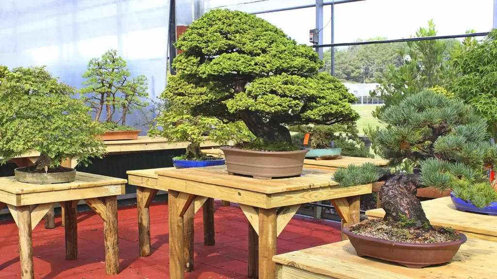 Brussel’s Bonsai